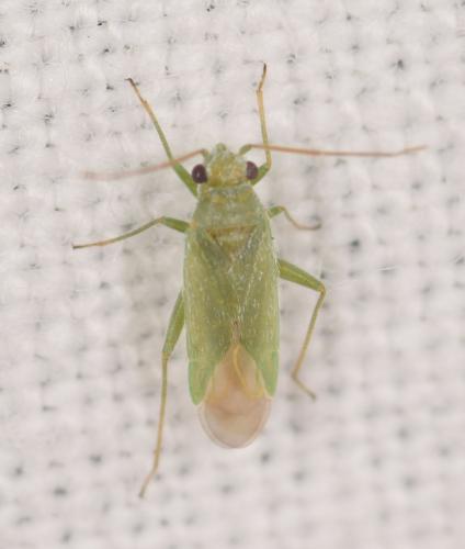 Platycranus remanei